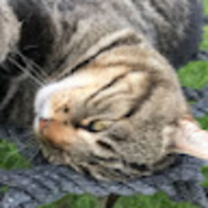 Meet your Posher, Lola